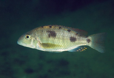 Stigmatochromis pholidophorus 'Mvunguti'